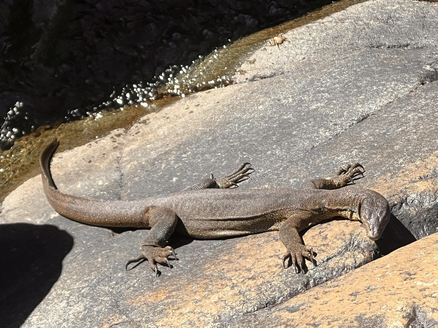 Kimberley wildlife