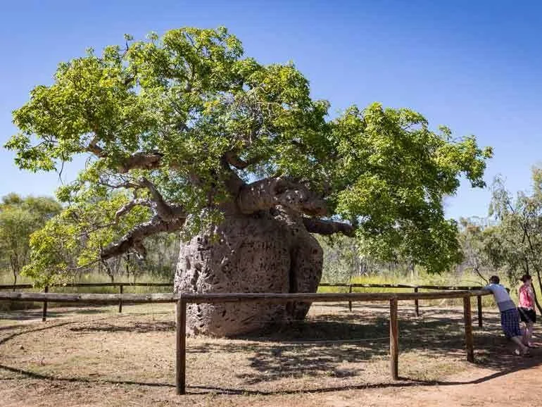 Derby Prison Boab Tree