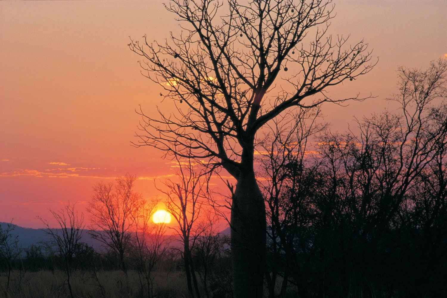 Kimberley boab sunset
