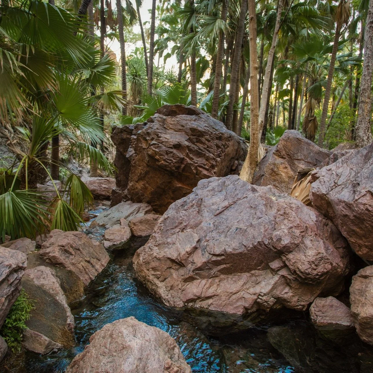 Zebedee Springs - El Questro