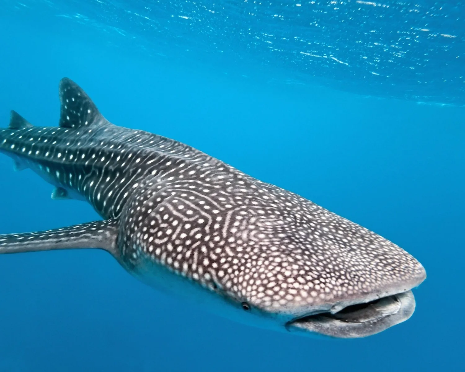 Whaleshark - Ningaloo
