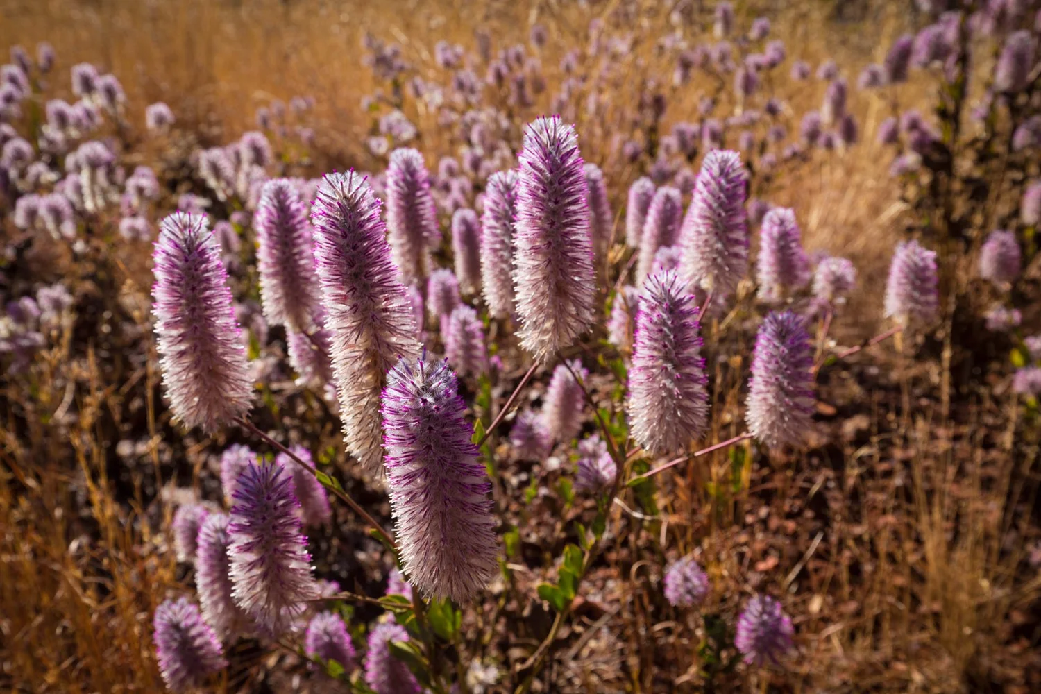 Mulla Mulla - Pilbara wildflower