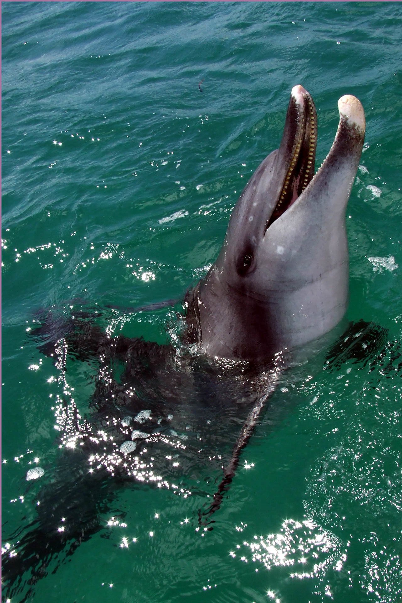 Bottlenose Dolphin - Monkey Mia